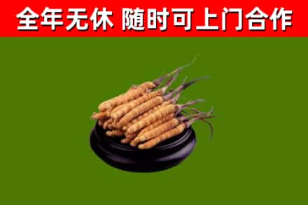 华龙回收散虫草