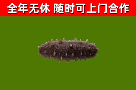 华龙回收海参干